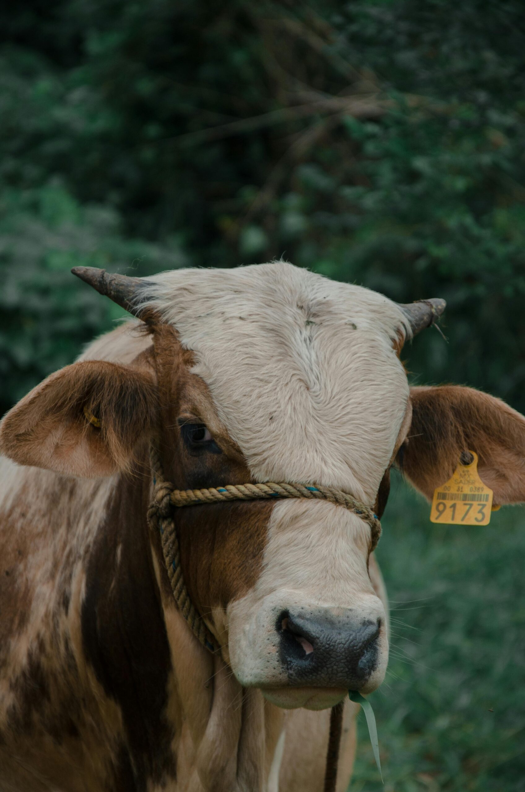A detailed portrait of a dairy cow with ear tag and twine head harness on a farm.