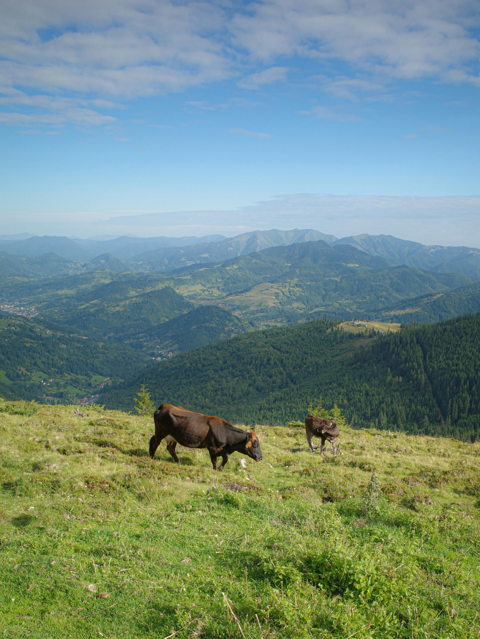 Cows graze on a vibrant mountain pasture under a clear blue sky, offering a serene landscape view.