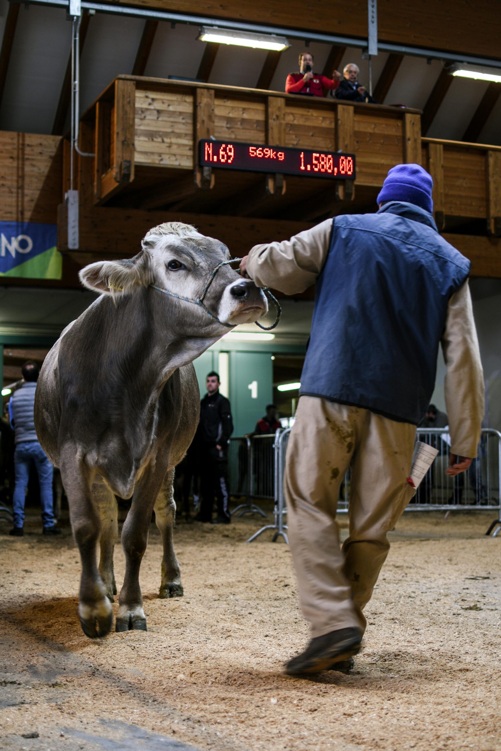 Cattle auction featuring a cow being presented by a handler indoors in Trento, Italy.